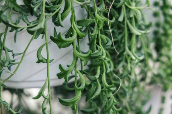 String of Dolphins 6" Hanging Basket