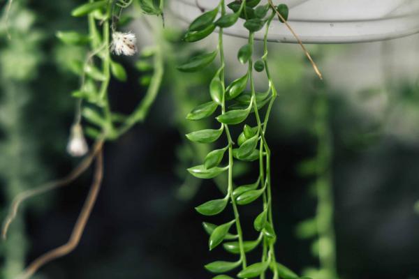 String of Tear Drops 6" Hanging Basket