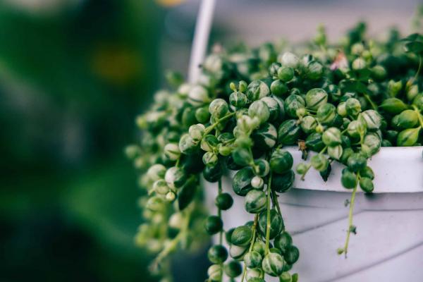 String of Pearls 'Marble' 6" Hanging Basket
