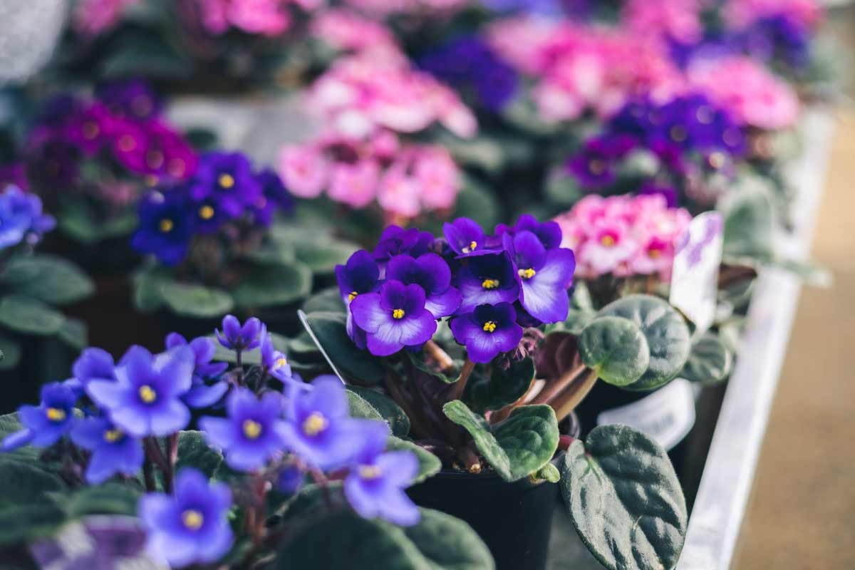 Assorted Flowering