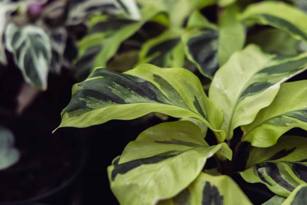 Calathea 'Fusion Yellow' 4"