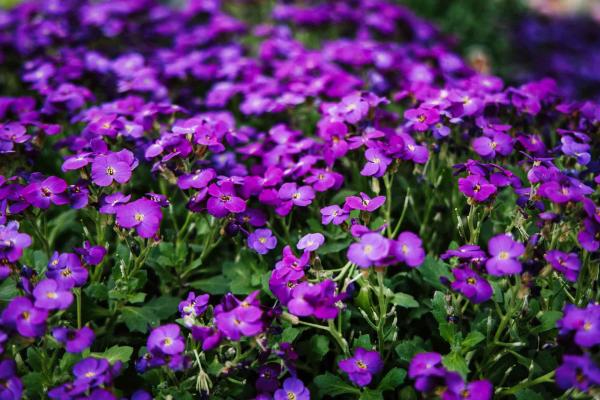 Rock Cress Axcent&trade; Deep Purple 1 Gallon