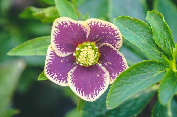 Lenten Rose Honeymoon&reg; Rio Carnival 1 Gallon