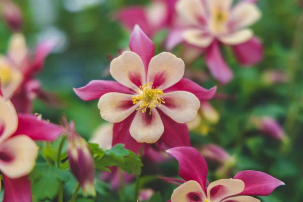 Columbine Earlybird&trade; 'Red & Yellow' 1 Gallon