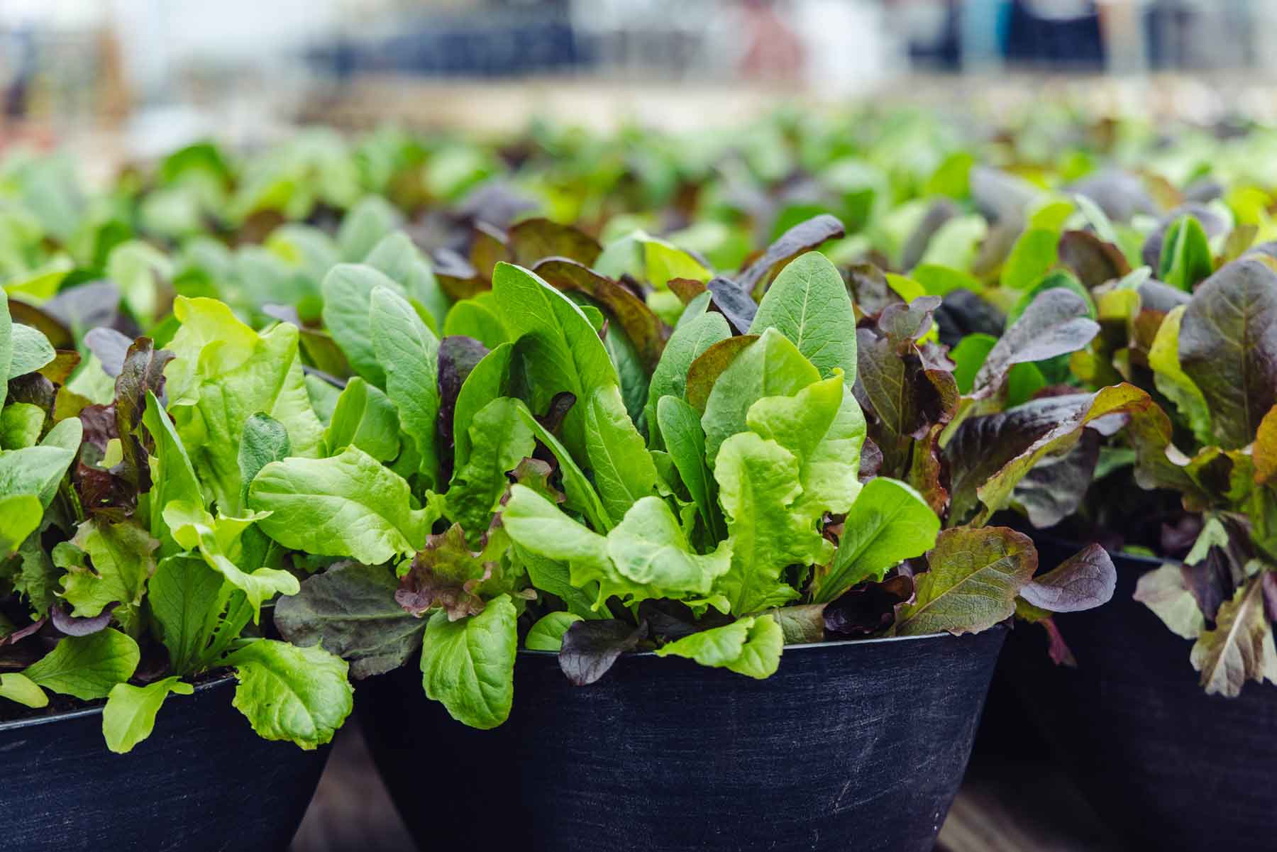 Lettuce Bowl 'Wildfire Mix' Oval