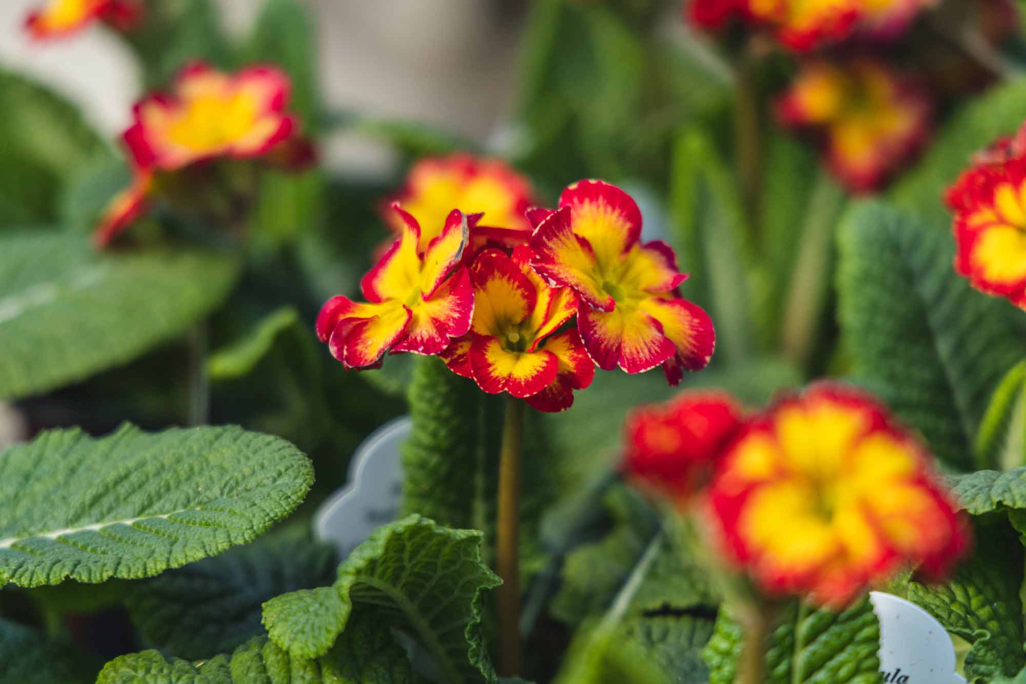 Primrose 'Supernova Fire' Quart