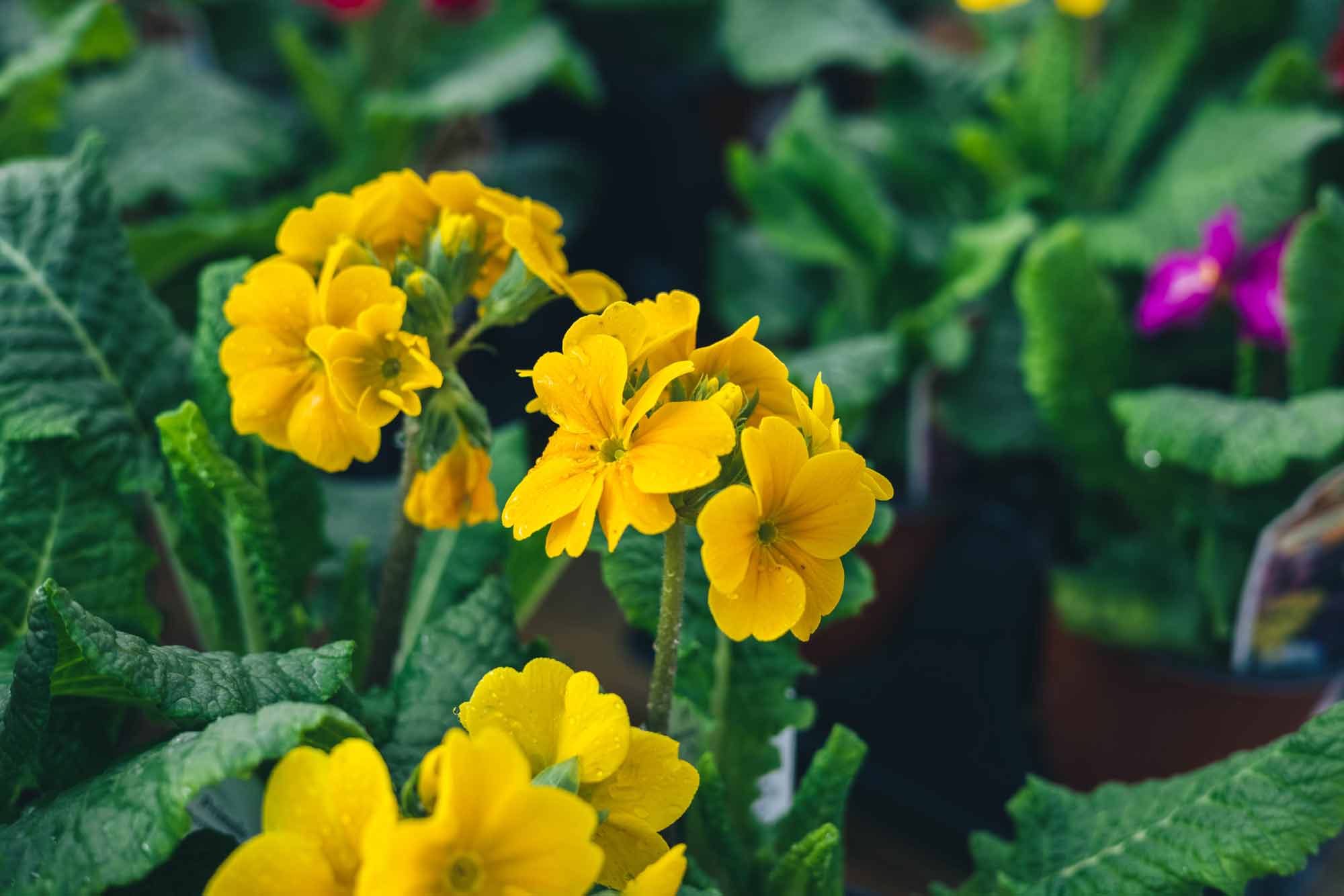 Primrose 'Supernova Golden Yellow' Quart