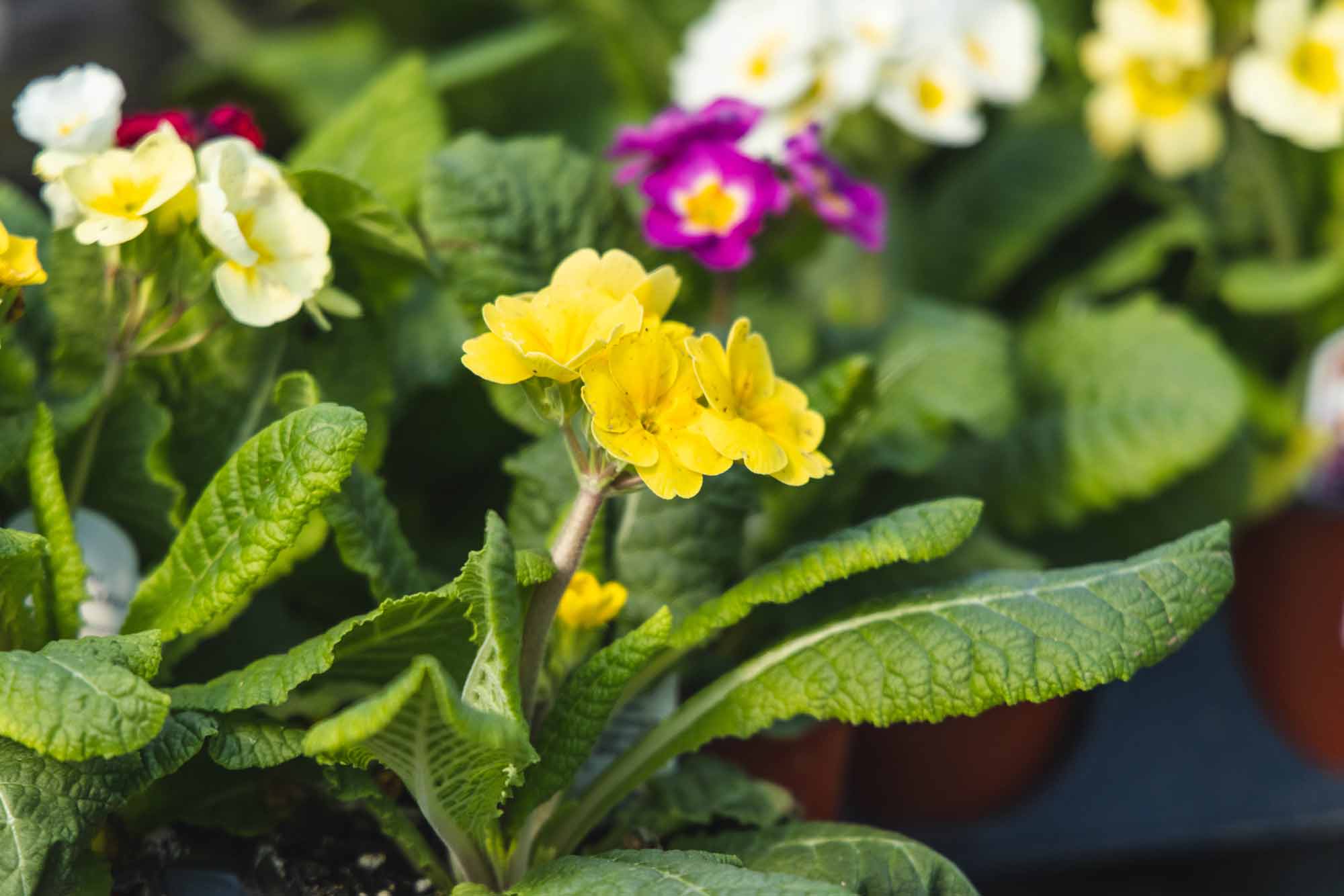 Primrose 'Supernova Mix' Quart