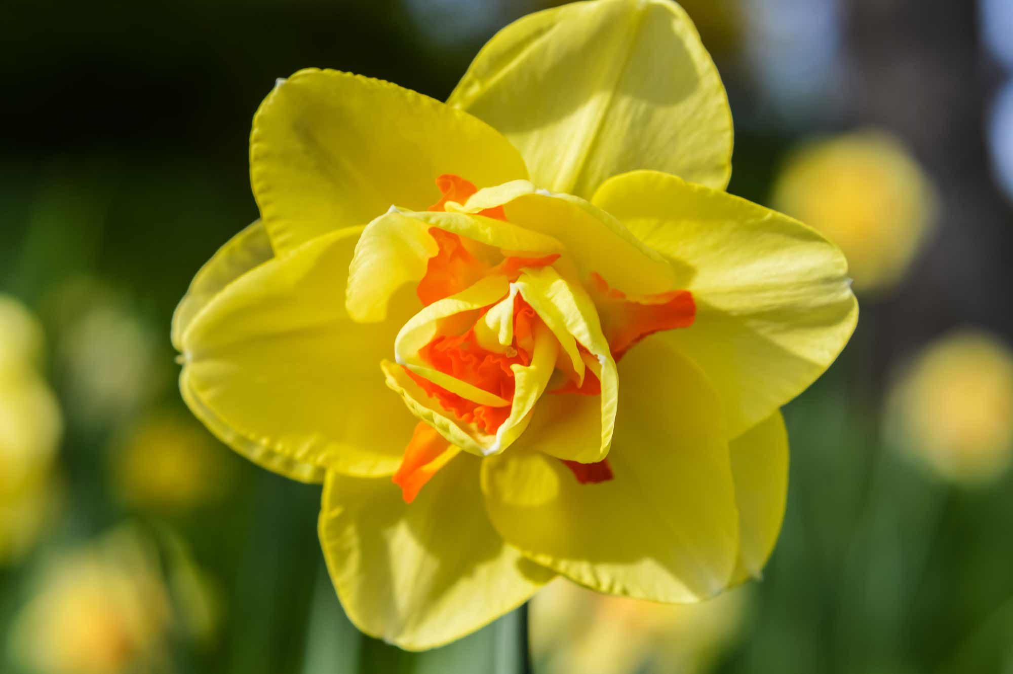 Daffodil Tahiti 4 inch