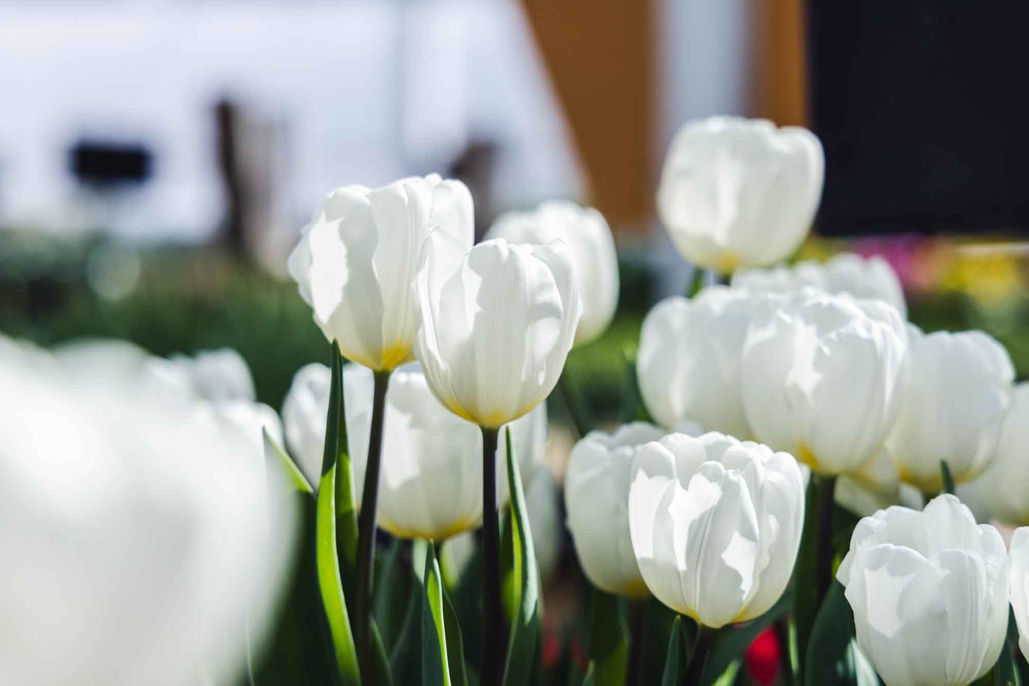 Tulip 'White' 6 Inch