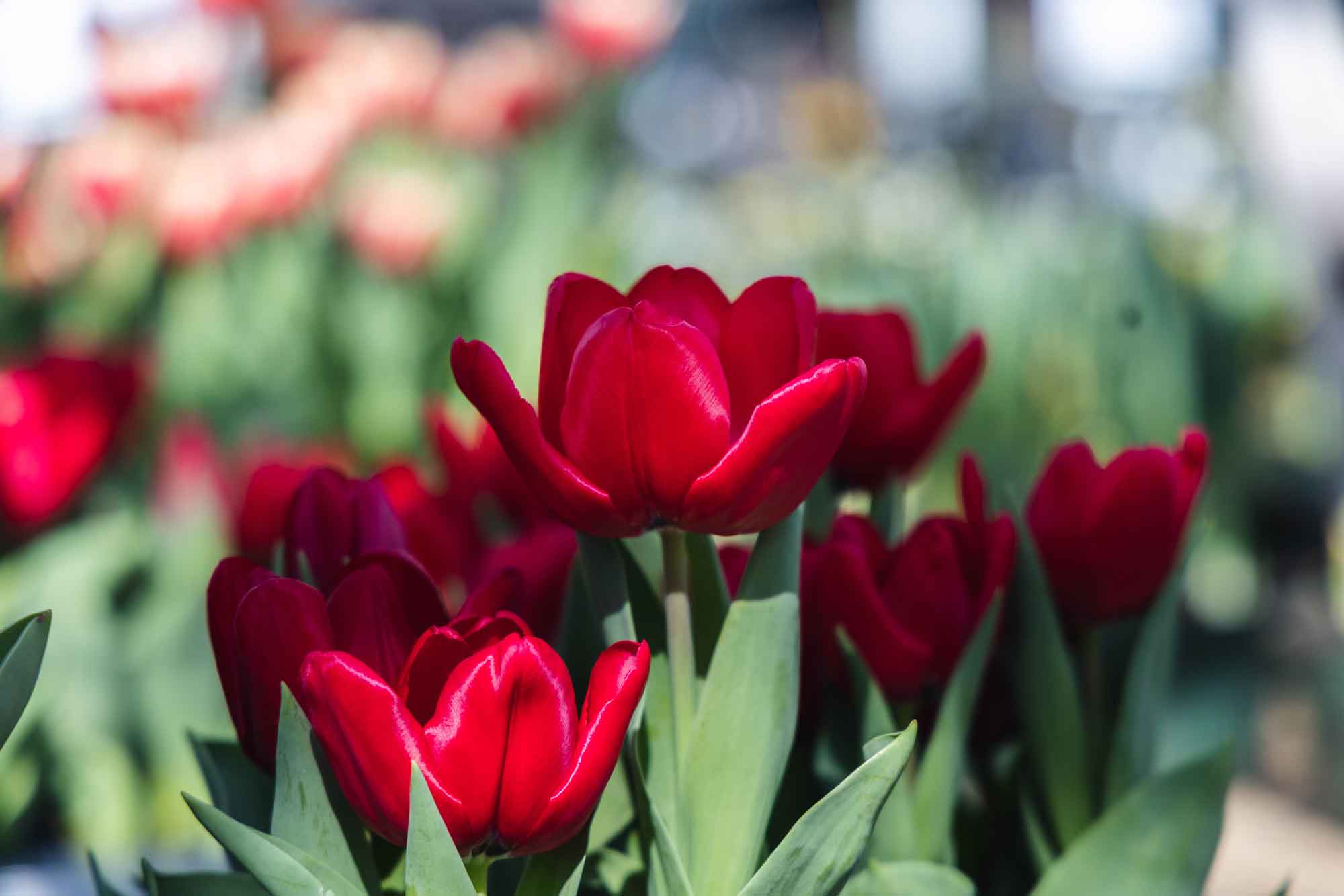 Tulip 'Red' 6 Inch