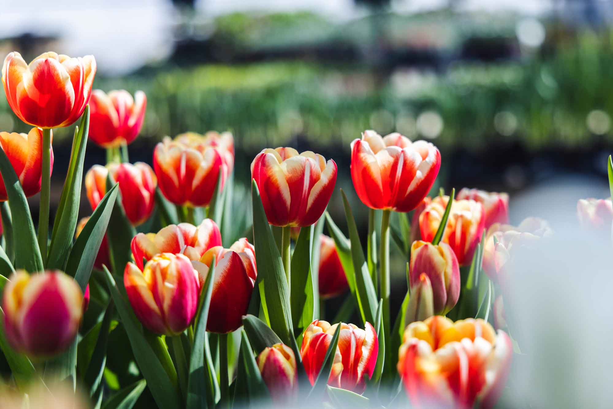 Tulip 'Red & White' 6 Inch