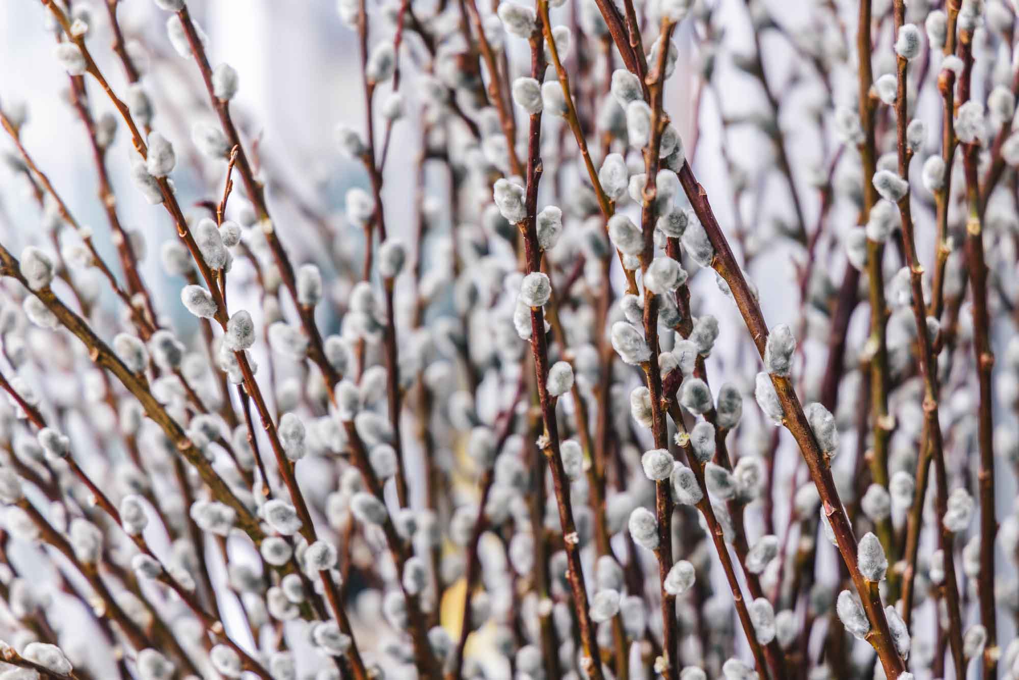 Cut Pussy Willow 5-Stem Bundle