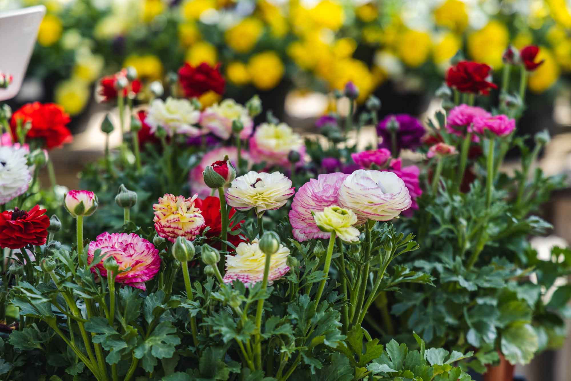 Assorted Spring Plants