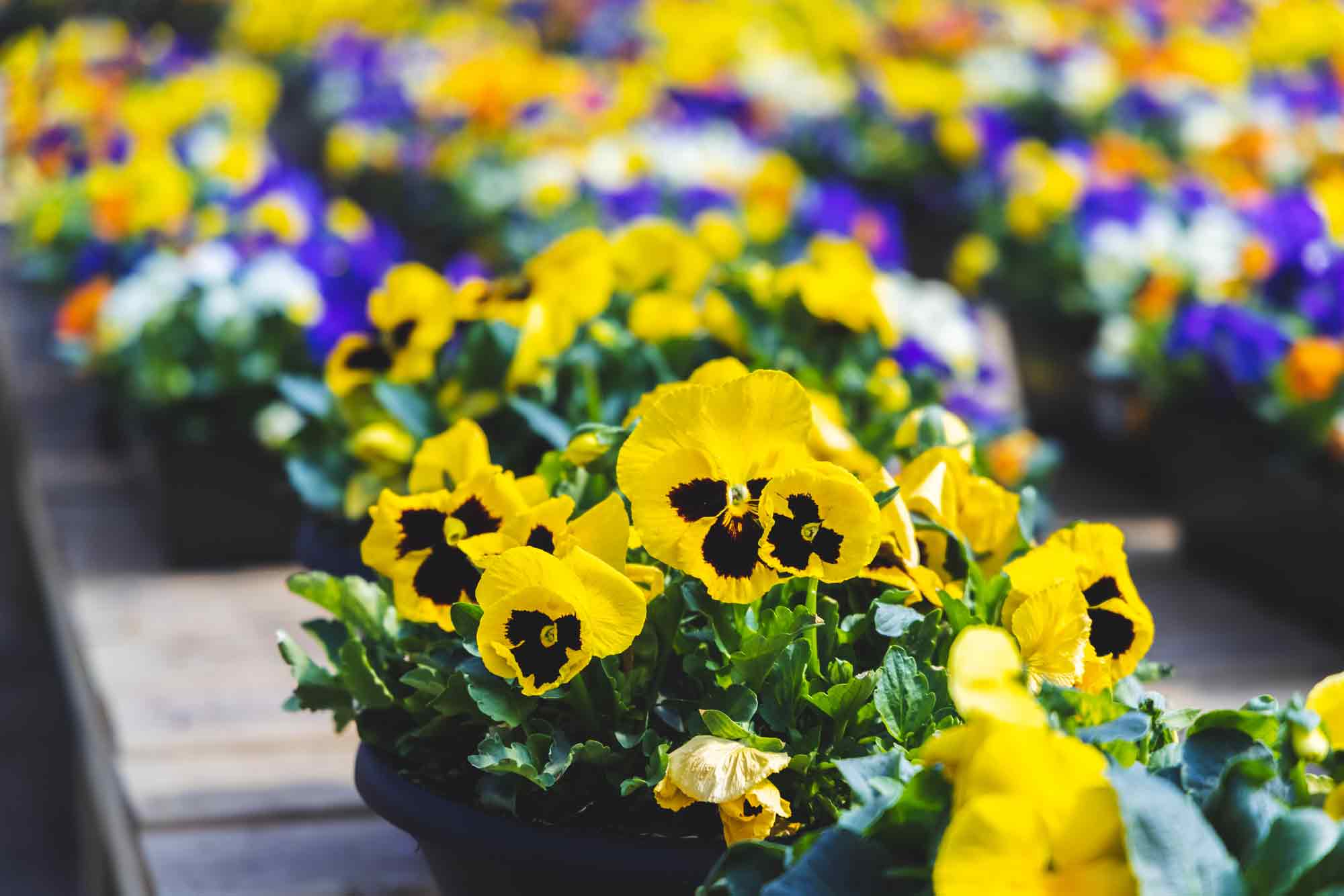 Pansy Assorted Market Basket