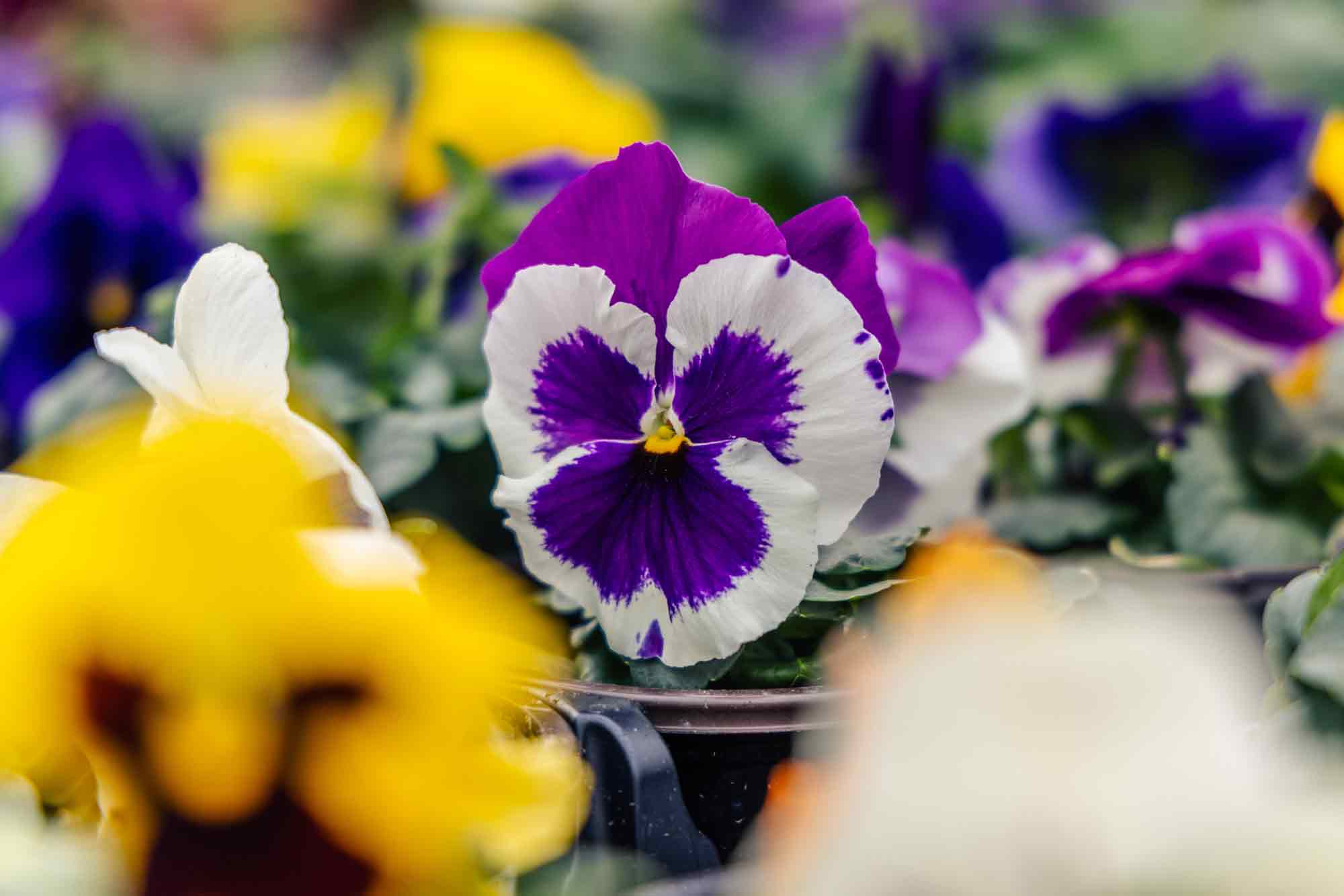 Pansy Assorted Pot 4"