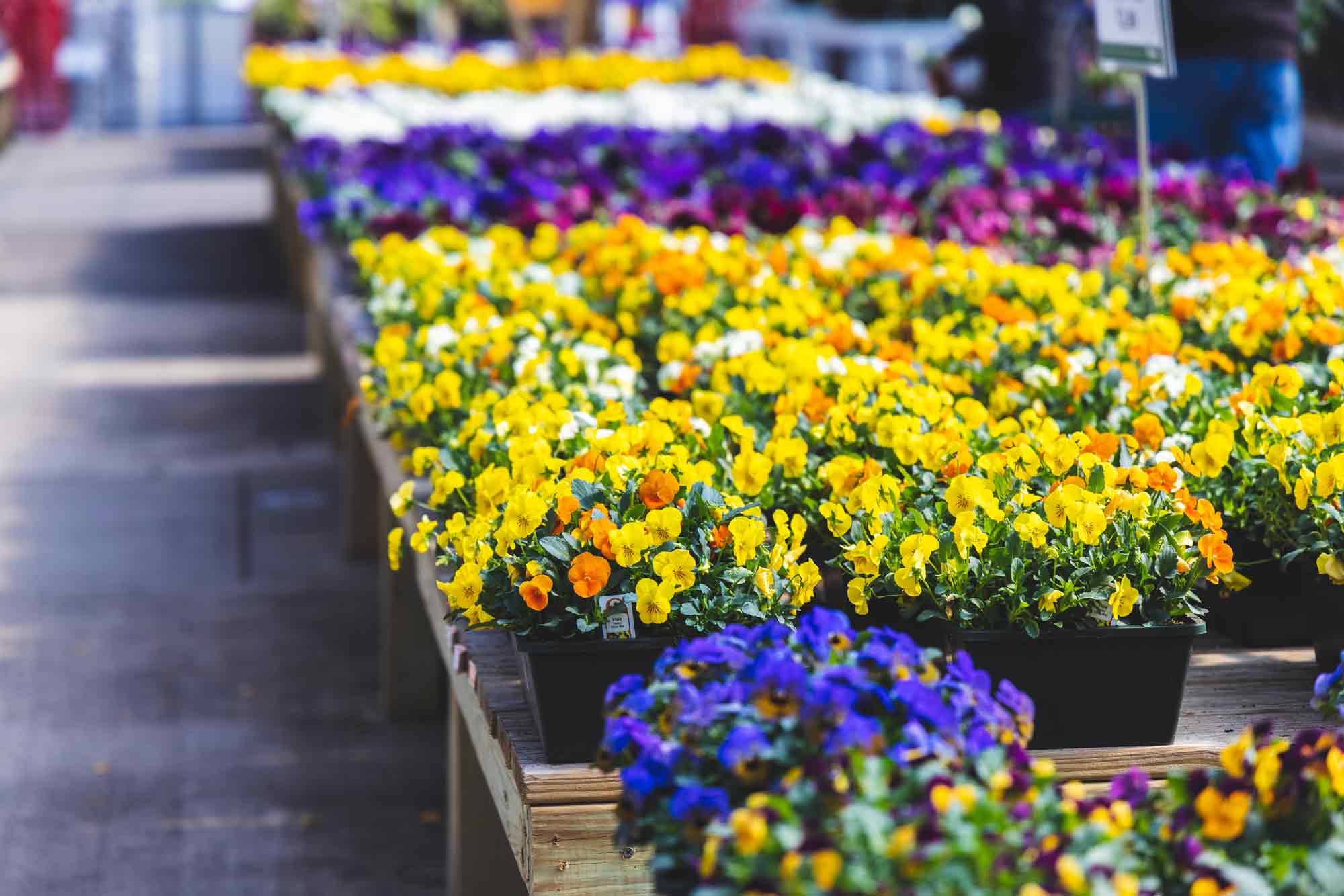 Viola Assorted Market Basket