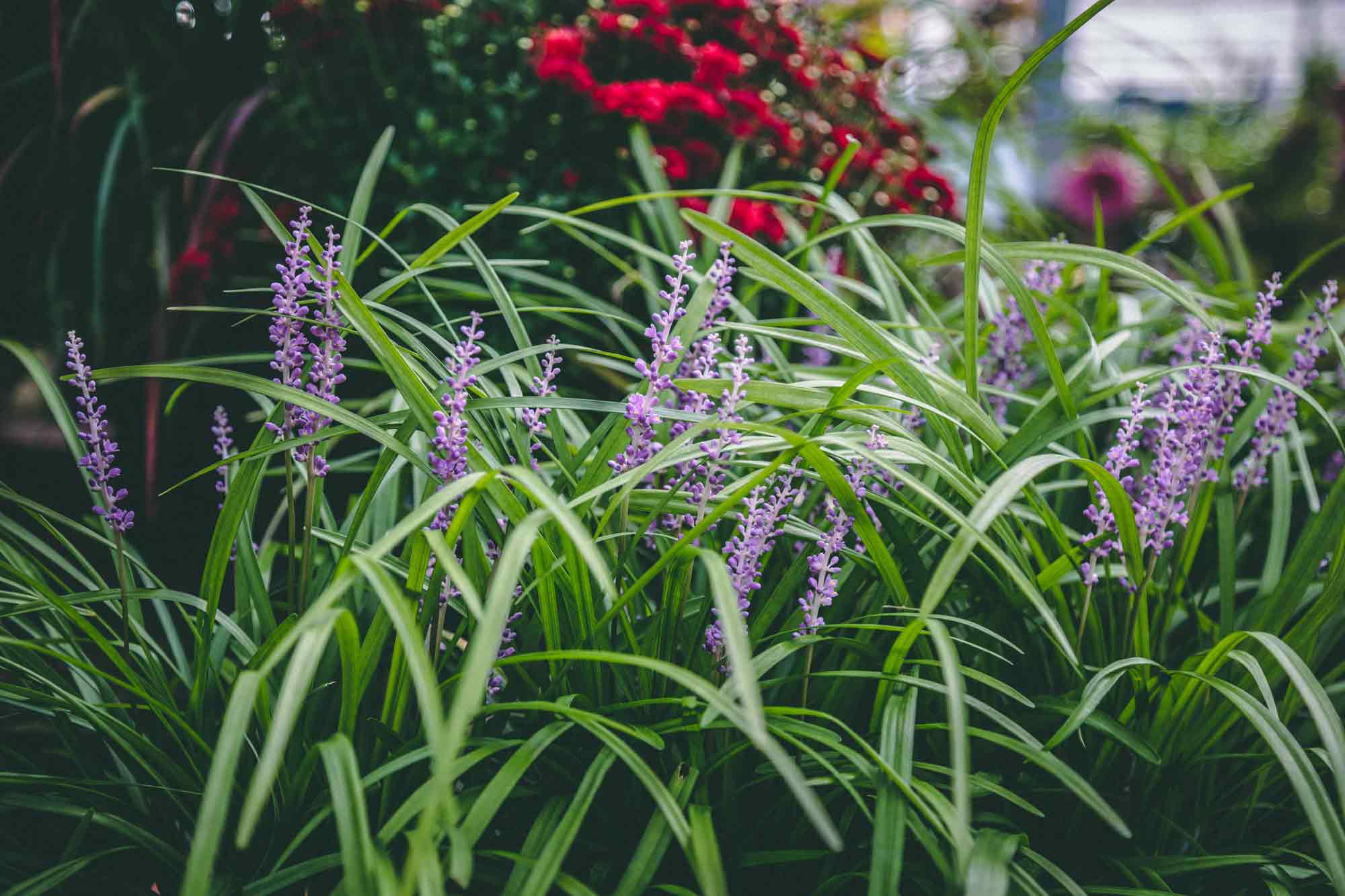 Lilyturf 'Big Blue' 1 Gallon