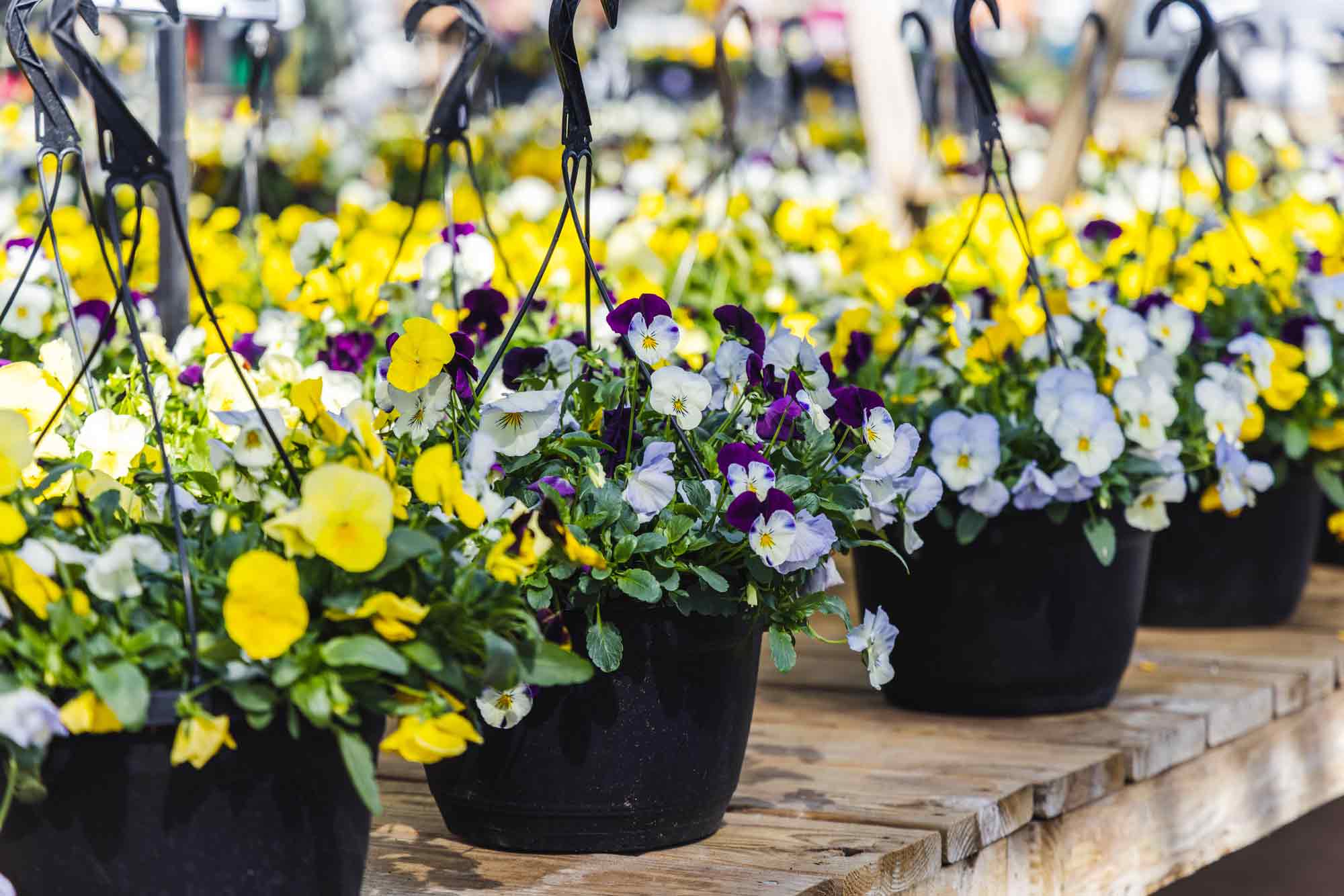 Pansy Assorted Hanging Basket 10"