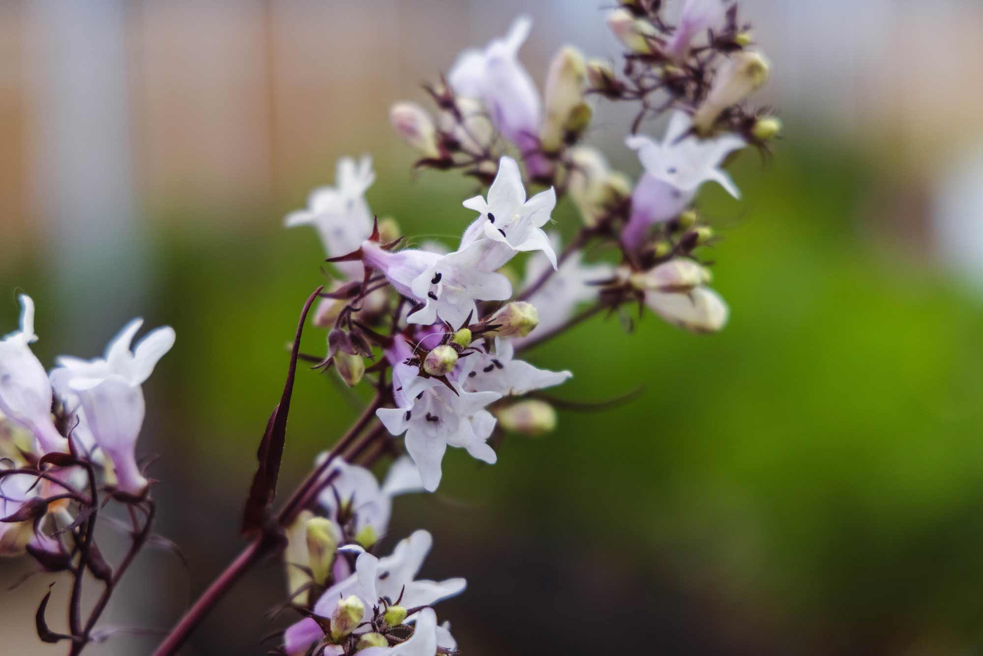 Beardtongue 'Mystica' 1 Gallon