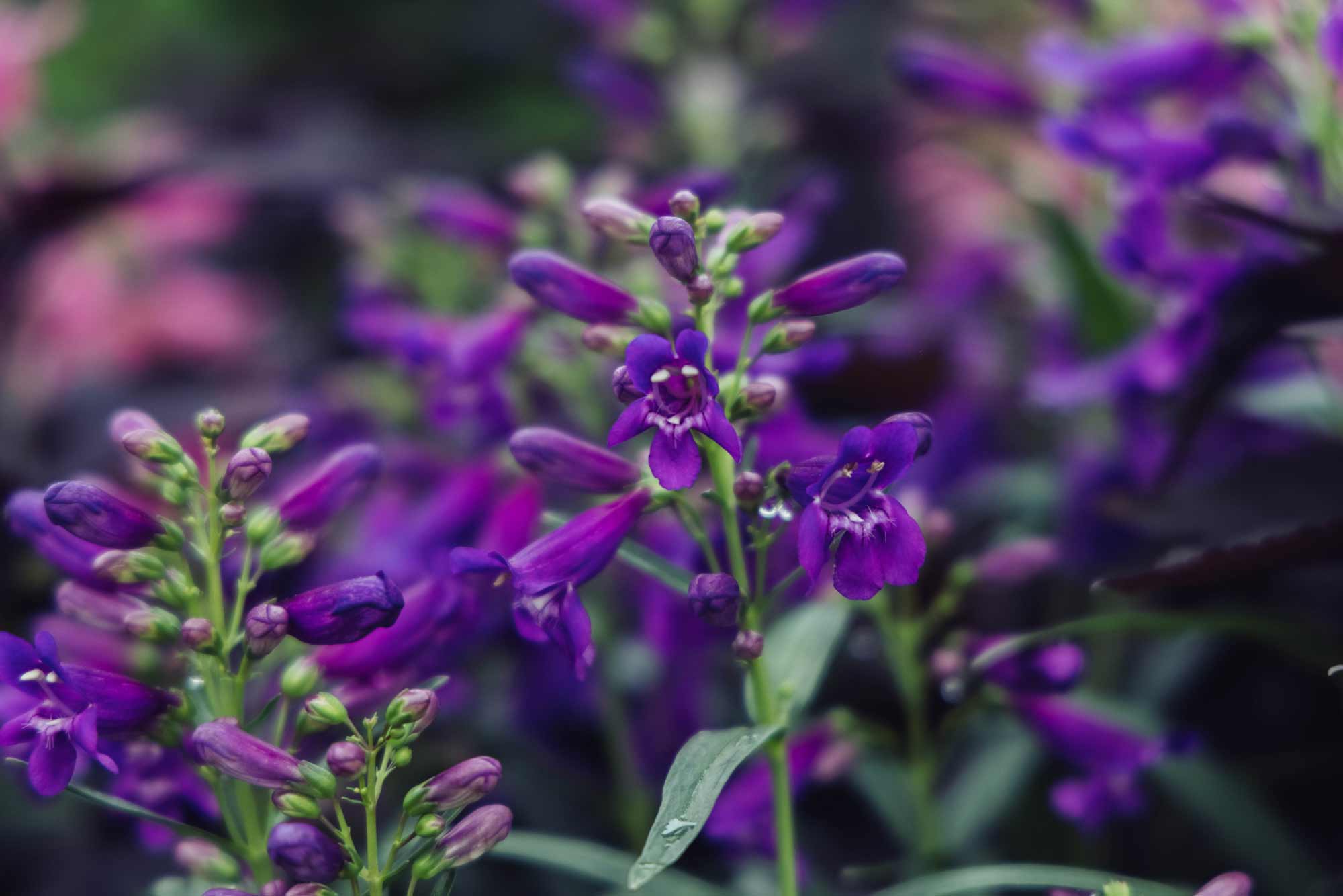 Beardtongue 'Pristine&trade; Lilac Purple' 1 Gallon