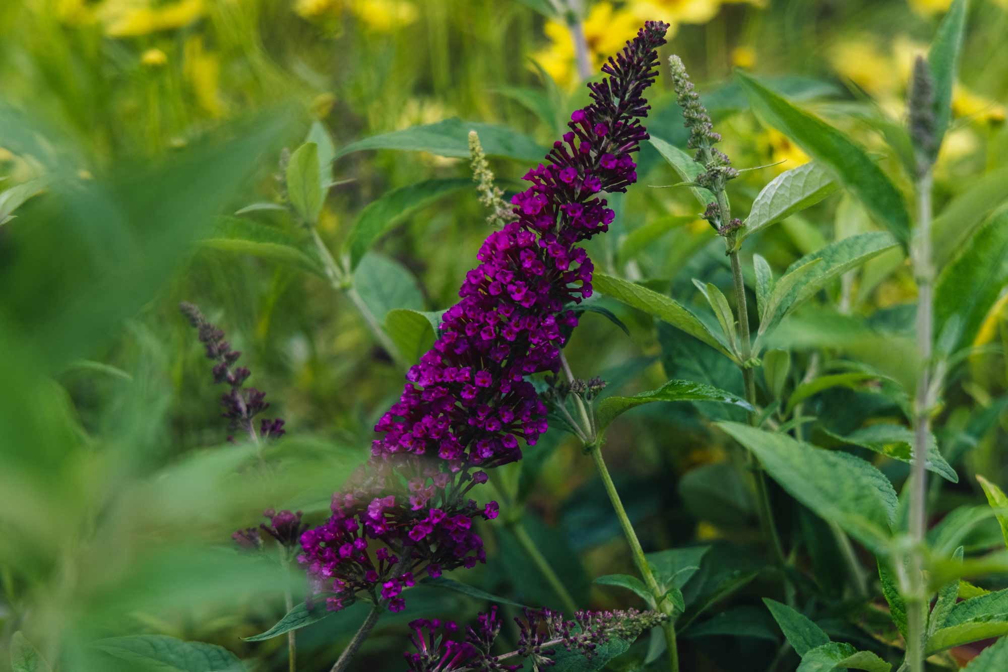 Butterfly Bush Buzz&reg; 'Velvet' 1 Gallon