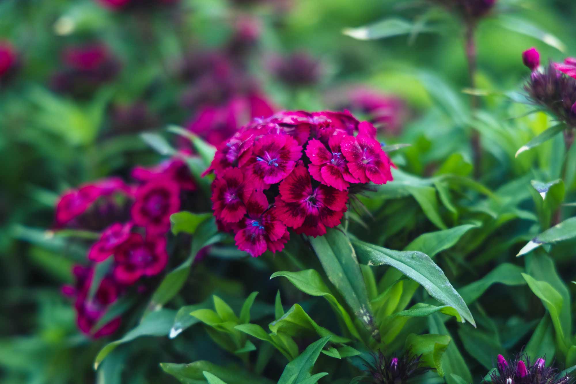 Sweet William Barbarini&reg; Red Market Basket