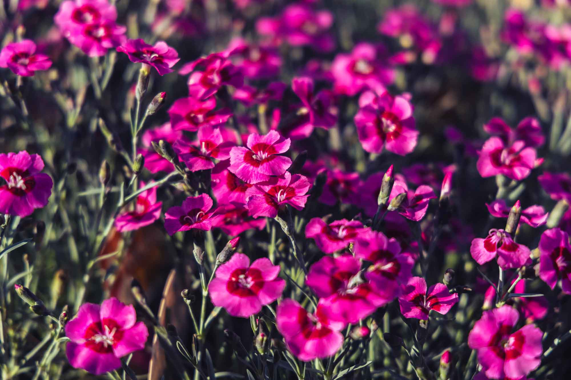 Dianthus 'Peppermint Star' 1 Gallon
