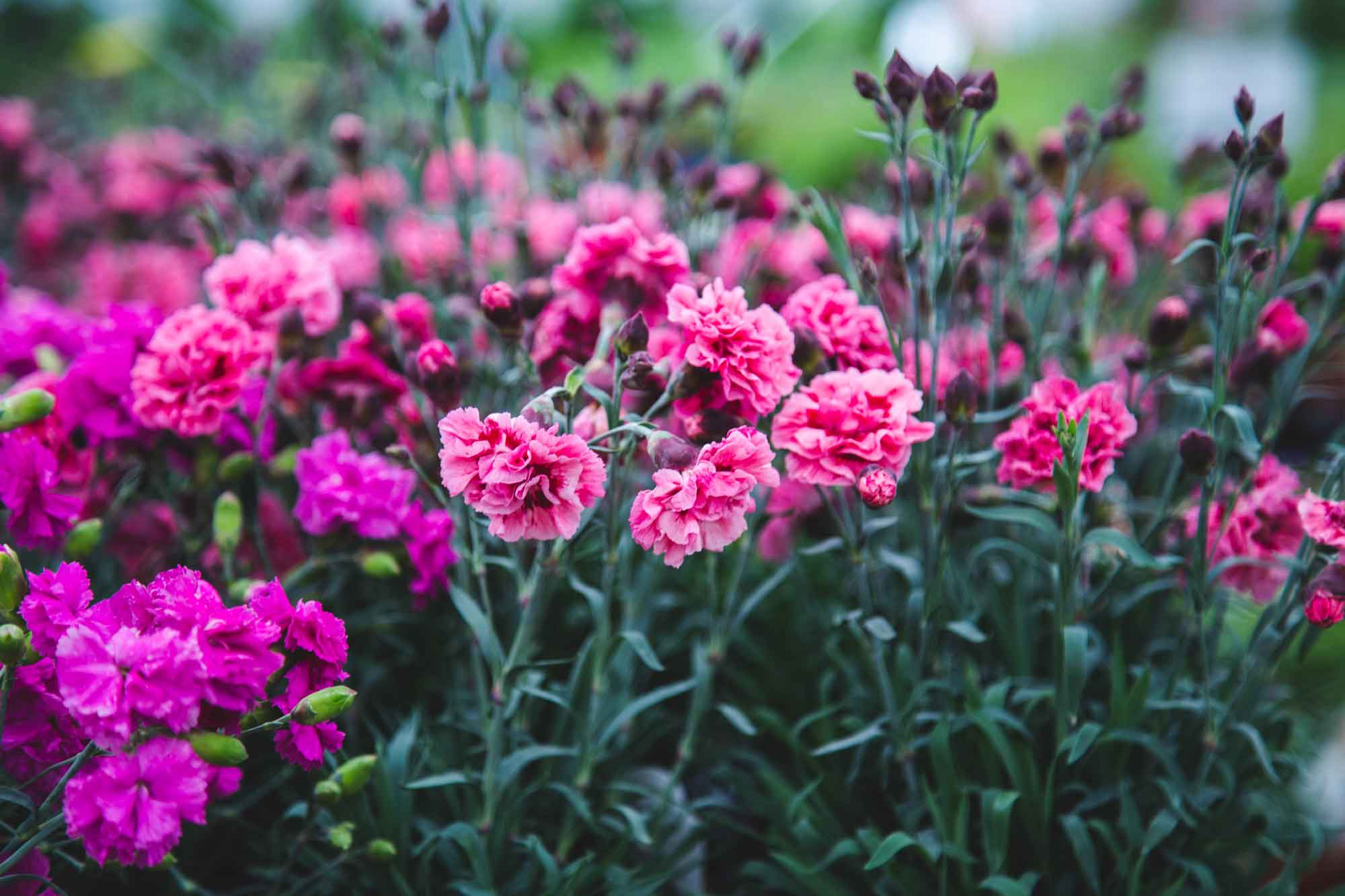 Dianthus