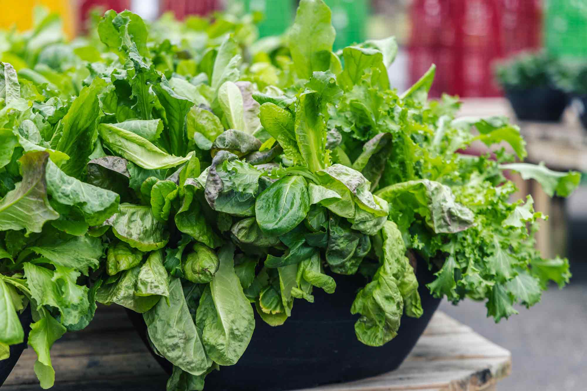 Lettuce Bowl 'Italian Mix' Oval