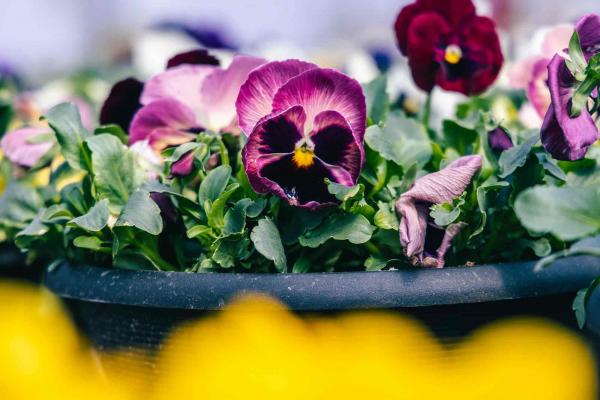 Pansy Assorted Bowl 12"