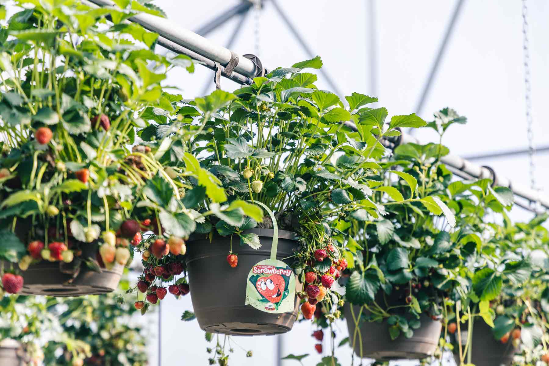 Strawberry 10" Hanging Basket