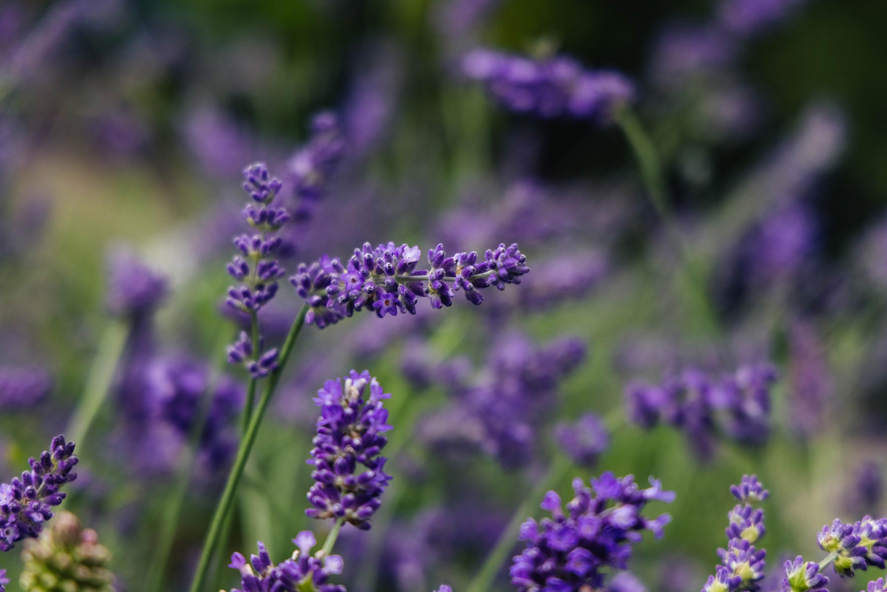 Lavenders