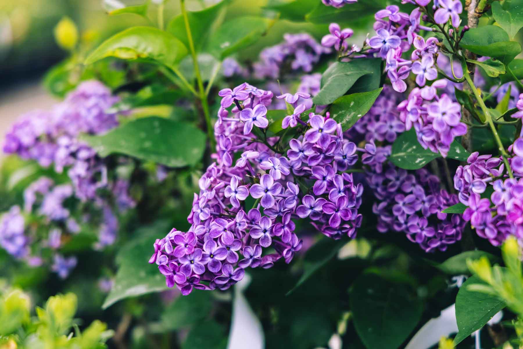 Lilacs