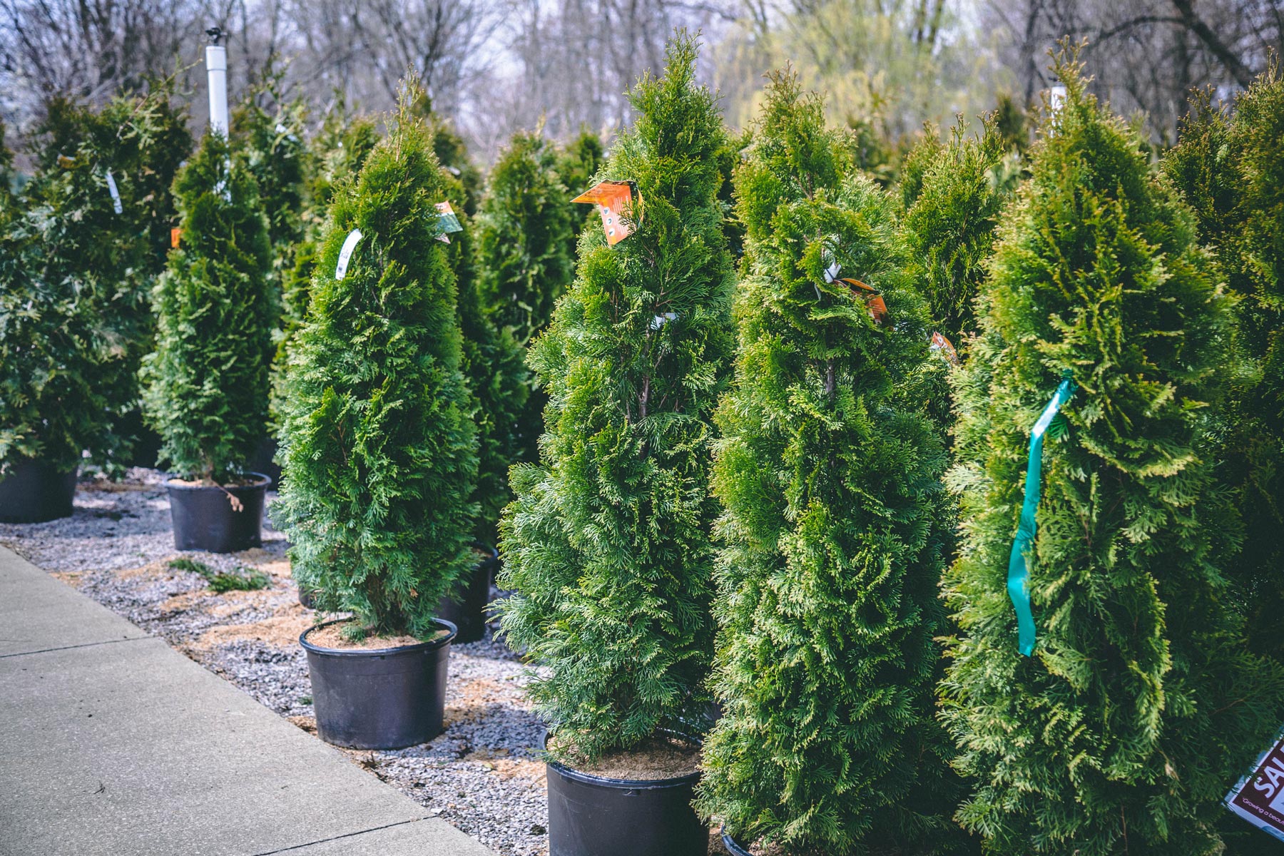 Arborvitae 'Emerald Green' 15 Gallon