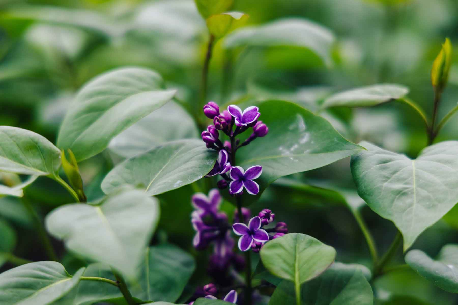 Lilac 'Sensation' 3 gallon