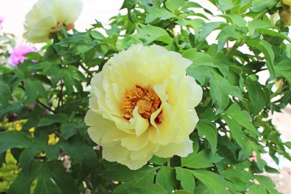 Tree Peony 'High Noon' 2 Gallon