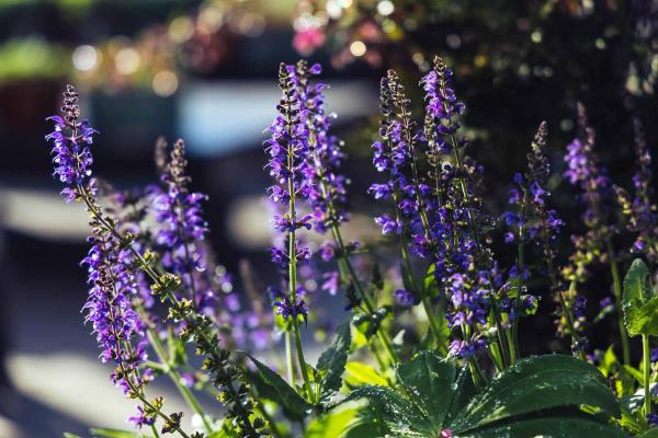 Meadow Sage 'May Night' 1 Gallon