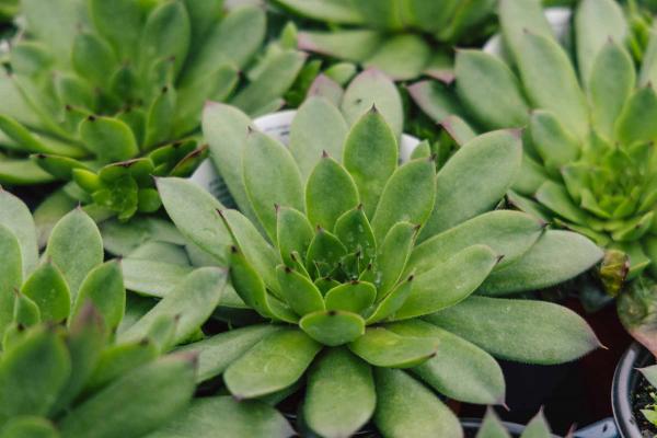 Hen & Chicks 'Sunset' Quart