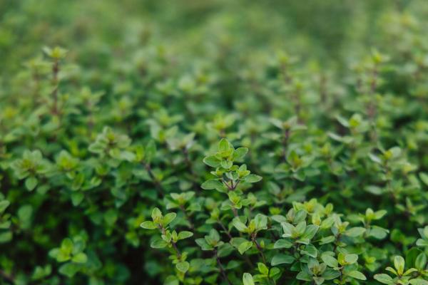 Creeping Thyme Market Basket