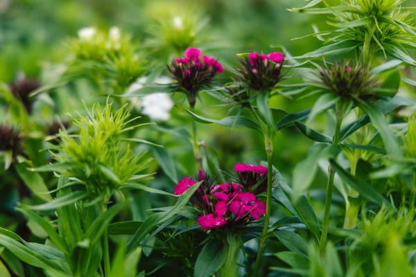 Sweet William Barbarini&reg; Mix Market Basket