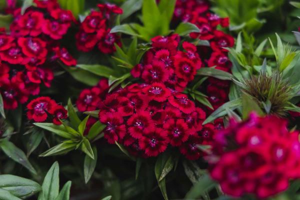 Sweet William Barbarini&reg; Red Picotee Market Basket