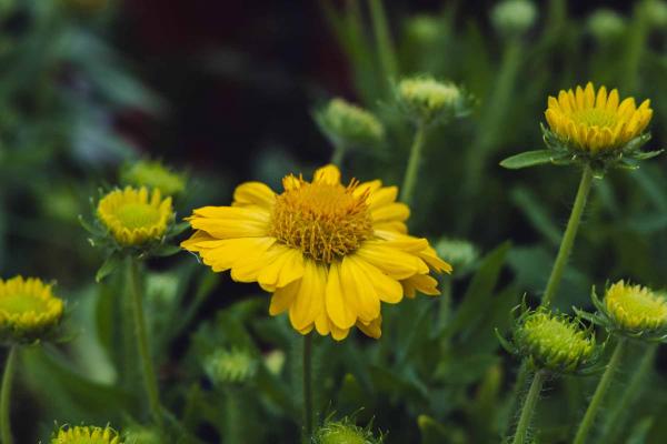 Blanket Flower Mesa&trade; Yellow 1 Gallon