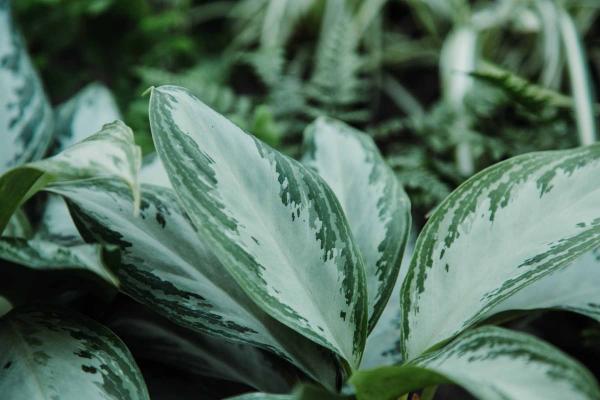 Chinese Evergreen 'Silver Bay' 10"