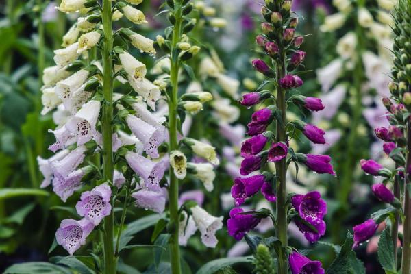 Foxglove 'Camelot Mix' 1 Gallon