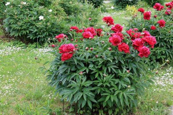 Peony 'Red Charm' 2 Gallon