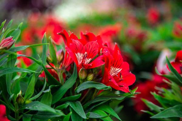 Peruvian Lily 'Kate' 8in