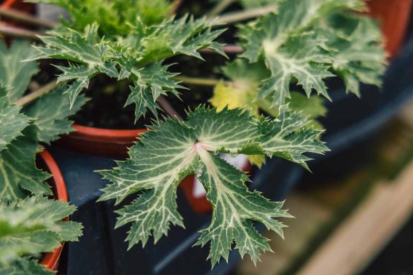 Sea Holly 'Big Blue' 1 Gallon