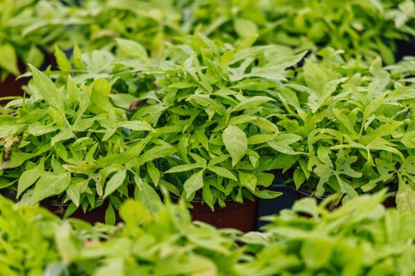 Sweet Potato Vine SolarPower&trade; Lime Quart