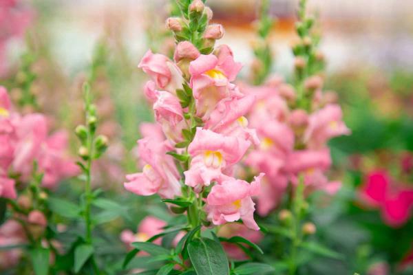 Snapdragon Snapshot&trade; Pink Cell Pack
